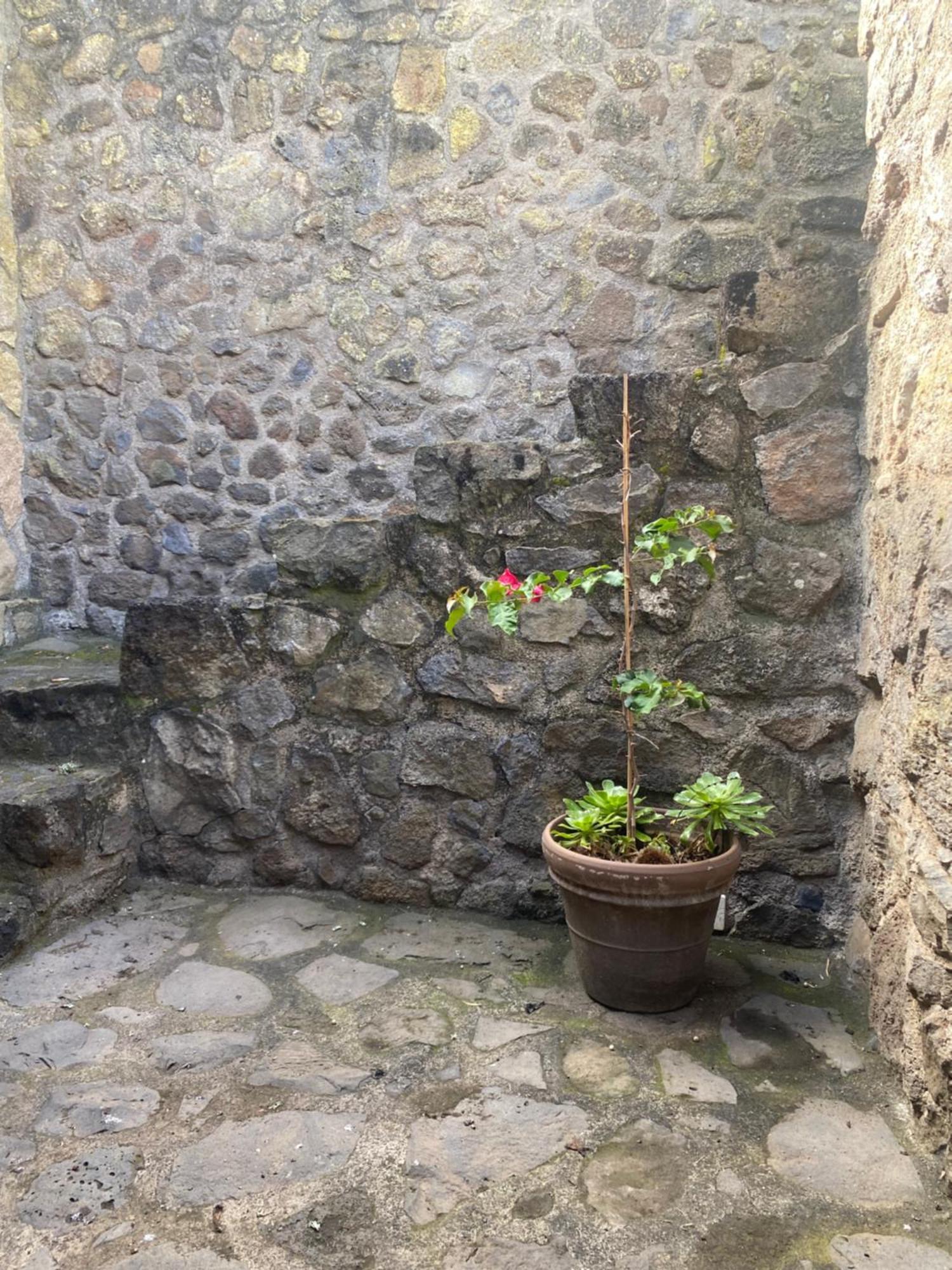 Rural House To Take A Break, La Serreria 25 - Private Garden Tacoronte Eksteriør bilde